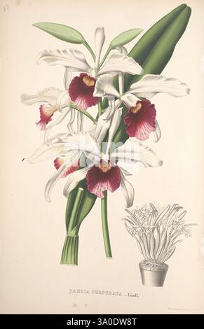 Pescatorea, Bruxelles, M. Hayez, 1860, orchidaceae, eine atemberaubende botanische Illustration mit der Labella perforata Orchidee, die ihre lebendigen Blüten zeigt. Die Pflanze zeichnet sich durch große, zarte Blütenblätter in Weißtönen aus, mit kräftigen burgunderroten Markierungen in der Mitte, umgeben von üppig grünen Blättern. Neben der Hauptorchidee unterstreicht eine kleinere Darstellung der Pflanze in einem Topf ihre elegante Form und die komplizierten Details. Dieses Kunstwerk veranschaulicht die Schönheit und Vielfalt der Gartenbauillustrationen. Stockfoto