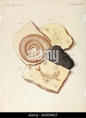 Porte-feuille Instruktif et amusant pour la jeunesse, à Vienne, Chez Antoine Pichler, 1807, Naturgeschichte, Juvenile Works, Woods Hole, die Illustration zeigt eine Anordnung fossiler Exemplare in einer Natursteinkulisse. An der Vorderseite zeigt ein detaillierter Ammoniit seine spiralförmige Schale mit markanten Rippen, die die antike Unterwasserwelt symbolisiert. Um sie herum sind aufwendig illustrierte Fragmente, darunter eines mit einem stilisierten Fisch mit eleganten Flossen, was darauf hindeutet, dass er einst in prähistorischen Ozeanen geschwommen sein könnte. Ein anderer Abschnitt zeigt abstrakte, fließende Muster, möglicherweise Darstellungen Stockfoto