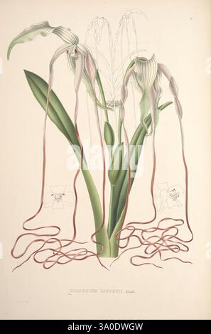 Pescatorea, Bruxelles, M. Hayez, 1860, Orchidaceae, eine beeindruckende botanische Illustration zeigt eine komplizierte Orchidee, die für ihre einzigartige Struktur und ihre feinen Details bekannt ist. Die Pflanze weist lange, fließende Ranken auf, die sich anmutig von der Mitte aus ziehen und an elegante Haare oder Bänder erinnern. Es wird von breiten grünen Blättern unterstützt, die eine üppige Kulisse bieten. Zusätzlich werden kleine Skizzen von Bestäubern, wahrscheinlich Bienen oder anderen Insekten, subtil in die Zusammensetzung aufgenommen, was die Beziehung der Orchidee zur Natur unterstreicht. Dieses Kunstwerk betont sowohl die Schönheit als auch die Komplexität der Art, in Stockfoto
