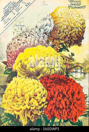 Floral Gems, Springfield, Ohio, McGregor Bros Co, Kataloge, Blumen, McGregor Bros. Co, Gärtnerei, Gartenbau, Gärtnerei, Pflanzen, Ornamental, Samen, Japanische Chrysantheme Weiße Wolke, Japanische Chrysantheme Patty, Japanische Chrysantheme Goldene Kuppel, Japanische Chrysantheme Karmesinrot, Japanische Chrysantheme Mitternachtssonne, Japanische Chrysantheme Haselnuss, Gartengeschichten, in Blüte, Chrysantheme, chrysantheme, Eine lebendige Ausstellung verschiedener Chrysanthemen, unterstreicht ihre verschiedenen Farben und Formen. Die Blüten sind weiß-, Rosa-, Gelb- und tiefrot und zeigen ihre vollen, Roun Stockfoto