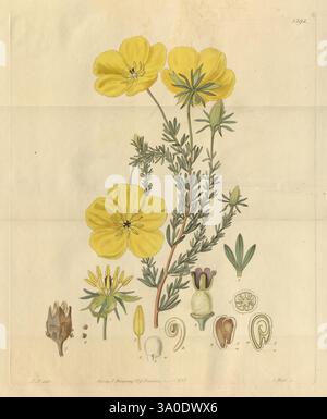Edwards's, Botanical, Register, London, James, Ridgway, 1829-1847, 1829, 19. Jahrhundert, Botanik, Kupfer, Gravur, England, Grafik, Medien, Großbritannien, Hand, Farbig, ICONES, Zeitschriften, Bilder, Werke, Pflanzen, Einführung, Pflanzen, Zierpflanzen, RBGE, NR, John, Lindley, die Illustration zeigt eine botanische Studie einer blühenden Pflanze, die durch leuchtende gelbe Blüten gekennzeichnet ist, die oben deutlich sichtbar sind. Unter den Blüten sind verschiedene Teile der Pflanze detailliert dargestellt, einschließlich Samen, Schoten und Laub. Die Anordnung zeigt die Struktur und die Fortpflanzungselemente der Pflanze, hoch Stockfoto