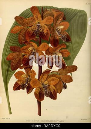 Orchid Album, London, B.S. Williams, 1882-97, Orchidaceae, Zeitschriften, Bildwerke., diese Illustration zeigt ein auffälliges Arrangement der Brocklehurstiana-Orchidee Houlletia, die sich durch ihre aufwendig gemusterten braunen und orangen Blüten auszeichnet, die zarte Flecken und einzigartige Formen aufweisen, die zu ihrem exotischen Aussehen beitragen. Die Blütengruppe wird durch ein großes, strukturiertes Blatt ergänzt, das eine üppige Kulisse bietet, die die lebendigen Details der Blumen hervorhebt. Die Gesamtkomposition fängt die Schönheit und Komplexität dieses botanischen Exemplars ein und betont seinen Ornamen Stockfoto