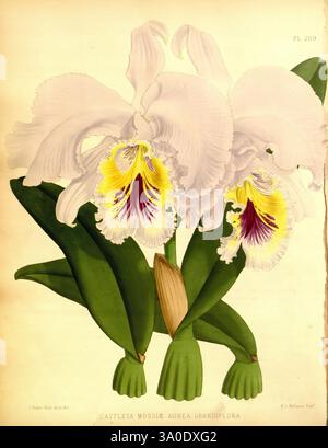 Orchid Album, London, B. S. Williams, 1882-97, Orchidaceae, Zeitschriften, Bildwerke, diese Illustration zeigt eine prächtige Cattleya mossiae aurea grandiflora Orchidee, die für ihre auffälligen Merkmale bekannt ist. Die großen, üppig weißen Blüten zeigen komplexe Gelb- und Violetttöne im Hals, die einen atemberaubenden Kontrast schaffen. Die trompetenförmigen Blüten schmiegen sich zwischen breiten, dunkelgrünen Blättern und betonen ihre Eleganz. Diese Art, bekannt für ihre Größe und Schönheit, wird oft in der botanischen Kunst für ihre exquisiten Details und lebendigen Farben gefeiert, was sie zu einem Favoriten bei Orchideenliebhabern macht Stockfoto