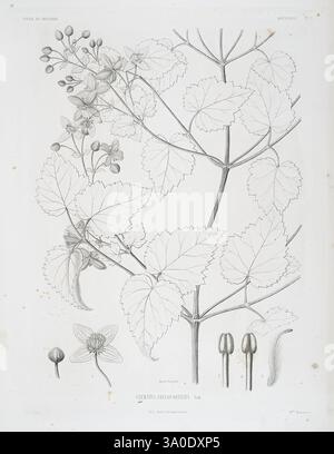 Tentamen, Florae, Abessinicae, Parisiis, Arthus, Bertrand, 1847-1851, Eine botanische Illustration mit einer blühenden Pflanze, die ihre detaillierte Struktur zeigt. Die Zusammensetzung umfasst die Blätter, Blüten und Fruchtkörper der Pflanze, die alle sorgfältig gemacht wurden, um ihre einzigartigen Eigenschaften hervorzuheben. Jede Komponente ist beschriftet, um einen Einblick in die Anatomie der Spezies zu erhalten. Das Gesamtkonzept betont die Eleganz der Natur mit zarten Linien und dezenten Schattierungen, die die komplexen Merkmale der Pflanze unterstreichen. Stockfoto