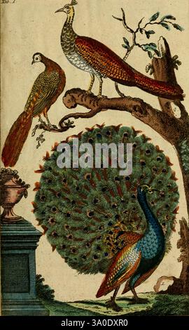 Unterhaltungen aus der Naturgeschichte, Augsburg, in der M. Engelbrechtischen Kunsthandlung, 1795, Birds, Natural History, Ornithology, pavo cristatus, Pfau, Pfau, indischer blauer Pfau, Eine lebendige Szene mit zwei Pfauen, die elegant auf einem Baumzweig thronen und ihr markantes Gefieder zeigen. Der Pfau auf der linken Seite zeigt eine Mischung aus Grün- und Goldtönen, während der rechte eine brillante Auswahl an Blau- und Grüntönen zeigt, mit seinen reich verzierten Schwanzfedern, die ein atemberaubendes Fan-ähnliches Display schaffen. Unter der Kulisse von üppigem Laub steht eine kunstvoll verzierte Urne, die dazu beiträgt Stockfoto