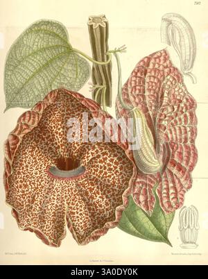 Curtis' botanisches Magazin, London, New York, botanische Illustration, Botanik, Zeitschriften, Bildwerke, Pflanzen-Zierwerke, Aristolochia clypeata, Riesenpfeife des Holländers, Lil, Frauen in Wissenschaft, Matilda Smith, New Grenada, Kolumbien, die Abbildung zeigt eine detaillierte Darstellung einer lebendigen blühenden Pflanze mit großen, aufwändig gemusterten Blütenblättern in Rot- und Cremetönen, die mit zarten Flecken verziert sind. Die zentrale Blume, die deutlich sichtbar dargestellt wird, verfügt über eine breite Öffnung, die ihre einzigartige Struktur offenbart. Die Hauptblume umgibt üppig grüne Blätter, die sich durch ihre Textur auszeichnen Stockfoto