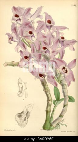 Curtis's Botanical Magazine, London, New York, Botanik, Zeitschriften, Bildwerke, Blumen, Joseph Dalton Hooker, Walter Hood Fitch, Dendrobium parishii, Mr. Parish's Dendrobium, Orchidee, Curtis, Eine wunderschön illustrierte botanische Darstellung mit einer Gruppe eleganter Orchideenblumen. Die Blüten zeigen zarte Blütenblätter in sanften Rosa-Tönen, die jeweils mit auffälligen dunklen Zentren verziert sind. Um die Blumen herum sind schlanke, belaubte Stiele, die ein Gefühl von Anmut und Vitalität vermitteln. Neben der Hauptabbildung heben zwei detaillierte Skizzen die einzigartige Struktur der Lippe und des Ods der Orchidee hervor Stockfoto