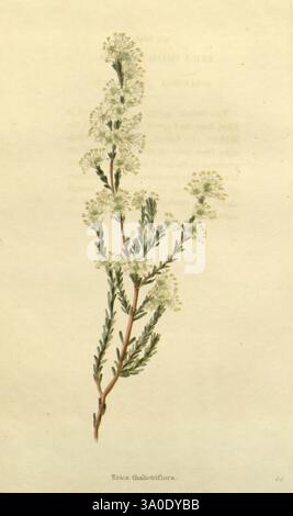 Das Botanische Kabinett, London, John, Arthur, Arch, 1817–1833, Eine zarte botanische Illustration zeigt die schlanken Stämme der Eruca Gallica Pflanze, die mit kleinen, weißen Blüten geschmückt sind. Die detaillierte Darstellung hebt die feinen, gefiederten Blätter hervor, die sich grazil entlang der Äste erstrecken. Die Gesamtkomposition betont die komplizierte Schönheit dieser Art, begleitet von wissenschaftlichen Anmerkungen im Hintergrund, was ihre Klassifizierung andeutet und dem Betrachter zusätzlichen Kontext bietet. Stockfoto