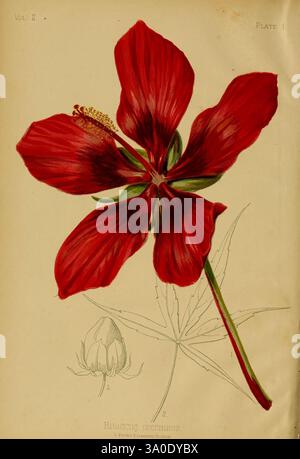 Die, einheimischen, Blumen und Farne, der, der Vereinigten Staaten, in, ihren, botanische, gartenbauliche und populäre Aspekte, Boston, L. Prang and Co, 1879, Farne, Vereinigte Staaten, Wildblumen, eine leuchtend rote Hibiskusblüte zeigt ihre markanten Blütenblätter mit komplexen Details und einer reichhaltigen Textur. Die Blüte wird in voller Sicht erfasst und zeigt in der Mitte ihre markanten Stamen. Die große Blüte wird von einer kleineren Knospe begleitet, die den Lebenszyklus der Pflanze veranschaulicht. Im Hintergrund sorgen zarte Linienzeichnungen des Blattes der Blume für einen Kontext mit einem gelappten Blatt, das den botanischen Gestüt betont Stockfoto