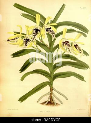 Orchid Album, London, B. S. Williams, 1882-97, Orchidaceae, Zeitschriften, Bildwerke, Eine zarte Illustration der Orchidee Vanda Cristata, die ihre komplexen Blüten zeigt. Die Pflanze hat längliche, grüne Blätter, die symmetrisch angeordnet sind, und bietet eine lebendige Kulisse für die markanten Blüten. Jede Blüte zeichnet sich durch zarte gelbe Blütenblätter aus, die mit markanten dunklen Markierungen verziert sind und einen fesselnden Kontrast schaffen. Die Komposition unterstreicht die Eleganz und Schönheit dieser Orchideenart und lädt zu schätzen für ihre einzigartigen botanischen Details. Stockfoto