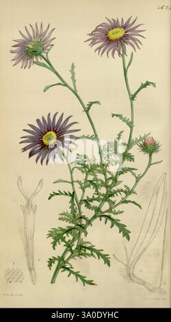 Curtis's Botanical Magazine London New York etc. Botanische Illustration Botanik Zeitschriften Bildwerke Pflanzen ornamental Curtis, die Illustration zeigt eine zarte Darstellung einer blühenden Pflanze, die lebendige Blüten mit langen Blüten in lila und gelb in ihren Mitte zeigt. Die schlanken, belaubten Stämme der Pflanze ragen anmutig auf, verziert mit filigranen, fein geformten Blättern. Die Hauptblüten umgeben kleinere Knospen, die auf das Potenzial für neues Wachstum hinweisen. Zur wichtigsten botanischen Darstellung sind unten detaillierte Skizzen angebracht, die die Anatomie der Blume veranschaulichen. Stockfoto