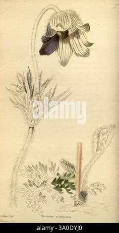 Das botanische Kabinett London John Arthur Arch 1817-1833, Eine detaillierte botanische Illustration zeigt die zarte Schönheit der Anemone, insbesondere der Art Anemone acutiloba. Das Kunstwerk zeigt eine elegante Blume mit ausgeprägten Blütenblättern, die einen subtilen Farbverlauf aufweisen, der von dunklem Lila zu weiß übergeht. Der Stiel ist schlank und anmutig geschwungen und mit feinen, federnden Blättern verziert, die die komplizierten Details der Illustration unterstreichen. Neben der Hauptblume ist eine kleinere Knospe abgebildet, die auf den Lebenszyklus der Pflanze hinweist. Der Hintergrund erhält einen einfachen, natürlichen Ton, der die Aufmerksamkeit auf sich zieht Stockfoto