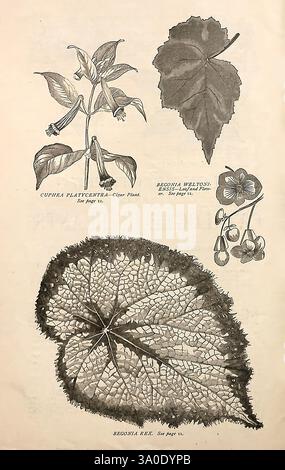 Herbst, Katalog, von, Blumenhandel, Stock, Büffel, New York, Long, Brüder, Blumen, büffel, Seeds, New York State, Kataloge, Begonia rex, Baumschulen, Baumschulen, Gartenbau, Long Brothers, Pflanzen, Zierpflanzen, Zwiebeln, Pflanzen, Saatgut, Industrie, und Handel, cuphea, Platycentra, Begonia weltoniensis, Gartengeschichten, in Blüte, zeigt die Illustration eine detaillierte botanische Studie, die drei verschiedene Pflanzenexemplare zeigt. Oben sind zwei blühende Pflanzen abgebildet: Eine mit der Aufschrift „Cuphea platycentra“ mit zarten Blüten und eine andere mit der Aufschrift „Begonia weltonii“ mit ihrer einzigartigen Blattstruktur Stockfoto