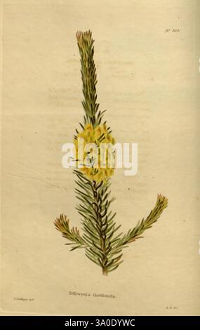 Das Botanische Kabinett, London, John, Arthur, Arch, 1817–1833, die Abbildung zeigt eine detaillierte botanische Darstellung von Dillwynia floribunda mit seinem langgezogenen Stiel, der mit leuchtend gelben Blüten verziert ist. Das Laub ist dünn und nadelförmig und so angeordnet, dass die gesamte Zartheit der Pflanze noch verstärkt wird. Jede Blüte ist sorgfältig umrissen und nimmt die einzigartige Form und Textur auf, während die umliegenden Blätter den natürlichen Lebensraum der Pflanze betonen. Diese Darstellung zeigt die Schönheit und Feinheiten dieser Art und lädt die Zuschauer ein, die Details der Spezies zu schätzen Stockfoto
