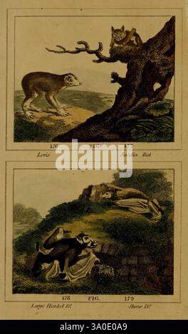 Buffon's Natural History, London: Gedruckt für den Inhaber und verkauft von H. D. Symonds, 1797–1807, Natural History, die Illustration zeigt zwei separate Szenen. In der oberen Platte thront ein kleiner Affe auf einem verdrehten Ast und blickt neugierig auf eine Eichhörnchenfledermaus, die sich am Baum festhält. Die Landschaft im Hintergrund deutet auf eine natürliche Umgebung hin, möglicherweise einen Wald. Die untere Verkleidung zeigt einen skurrilen Moment, in dem eine elegant gekleidete Frau über dem Boden schweben scheint, umgeben von einem verspielten Hund. Der Hund, mit einem großen, ausdrucksstarken Gesicht, steht neben einem überdachten Objekt, das ein Schatz sein könnte Stockfoto