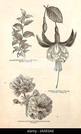 Herbstkatalog Blumenzucht Büffel, NY Long Brothers Blumen Büffel Samen New York State Kataloge Doppelgeranium Baumschulen Gartenbau lange Brüder Pflanzen Zierzwiebeln Pflanzen Saatgut und Handel Doppelfuchsia Prinzessin von Wales Myrsiphyllum asparagoides Garden Stories in Bloom zeigt diese Illustration eine Sammlung botanischer Studien, die verschiedene Pflanzenarten zeigen. Oben ist das „Myrsinophyllum Asparagoides“ mit seinen schlanken Blättern dargestellt, die zu seinem zarten Aussehen beitragen. Darunter wird die „Double Fuchsia“ dargestellt, gekennzeichnet durch Stockfoto