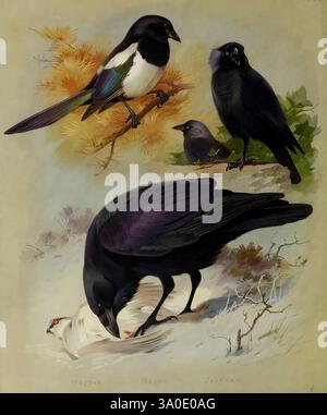 British Birds, London, Longmans, Green, 1915-1916, Großbritannien, Vogel, Vögel, Ornithologie, Bildwerke, Corvus corax, Pica pica, eurasische Elster, Corvus monedula, eurasische Jackdaw, gemeiner Rabe, Museum of Comparative Zoology, vier verschiedene Vögel sind in einer natürlichen Umgebung dargestellt. Oben links befindet sich eine Elster, die auf einem Ast thront und ihr markantes schwarz-weißes Gefieder mit einem eleganten Schwanz dahinter zeigt. Neben der Elster steht ein Raben still, dessen glänzende Federn den dunklen Kontrast der Szene verstärken. Im Hintergrund ist ein kleinerer, subtiler Vogel zu sehen, Addin Stockfoto