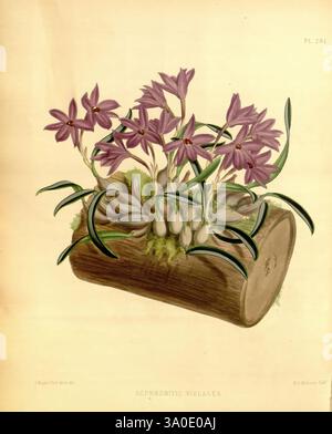 Orchid Album, London, B. S. Williams, 1882-97, Orchidaceae, Zeitschriften, Bildwerke, die Illustration zeigt eine Gruppe von zarten lila Blumen der Art Sophronitis violacea, elegant auf einem Holzstamm, der teilweise mit Moos bedeckt ist. Die Blumen zeigen lebendige Blütenblätter, die ein Gefühl von natürlicher Schönheit und Eleganz vermitteln. Um sie herum befinden sich mehrere aufblühende Triebe, die auf das Versprechen neuer Blüten hinweisen. Das detaillierte Laub fügt einen üppigen grünen Kontrast hinzu und unterstreicht die gesamte Ästhetik dieser botanischen Komposition. Der Baumstamm dient als rustikale Basis und erdet die s Stockfoto