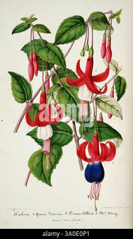 L'Illustration horticole, Gand, Belgien, Imprimerie et lithographie de F. et E. Gyselnyck, 1854-1896. Blumenzucht, Gartenbau, Gewächshäuser, Gartenbau, Zeitschriften, diese künstlerische botanische Illustration zeigt eine Gruppe von Fuchsiaflüchten, die jeweils in leuchtenden Rot-, Rosa- und Violetttönen gehalten werden. Die Blüten hängen an zarten, grünen Stämmen, die mit spitzen Blättern verziert sind. Die komplizierten Details betonen die mehrschichtige Struktur der Blütenblätter und zeigen sowohl die äußere Flackierung als auch die mittleren weißen Teile. Die Blüten sind mit numerischen Etiketten versehen, die auf eine wissenschaftliche Klassifizierung oder ide hinweisen Stockfoto