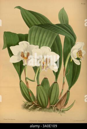 Orchid Album, London, B. S. Williams, 1882-97, Orchidaceae, Zeitschriften, Bildwerke, Eine wunderschöne Illustration der Cypraea hardyiana, die drei weiße Orchideen zeigt, die anmutig aus üppig grünen Blättern auftauchen. Die komplizierten Details betonen die einzigartigen Markierungen der Orchideenblüten und die reichhaltige Textur der Blätter. Die Zusammensetzung unterstreicht die natürliche Eleganz der Pflanze, mit abgerundeten Zwiebeln an der Basis, die Wachstum und Vitalität suggerieren. Dieses Kunstwerk fängt die zarte Schönheit und die komplizierten Merkmale dieser Orchideenart ein und bietet einen Einblick in die Vielfalt des floralen Lebens. Stockfoto