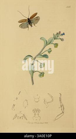 Britische Entomologie, London, gedruckt für den Autor 1823-40, Botanik, Großbritannien, Insekten, Bildwerke, Arthropoden, Arthropoden, blendende Vielfalt, die Komposition zeigt eine zarte Pflanze mit schlanken grünen Stielen und kleinen, leuchtend blauen Blüten. Über der Pflanze ist eine Motte detailliert dargestellt, die ihre Flügel und Körperstruktur zeigt. Am unteren Rand zeigen eine Reihe komplizierter Skizzen verschiedene Perspektiven und anatomische Details von Insekten, die eine umfassende Untersuchung ihrer Formen ermöglichen. Jedes Element wird mit Präzision gerendert, was die Schönheit beider Flora unterstreicht Stockfoto