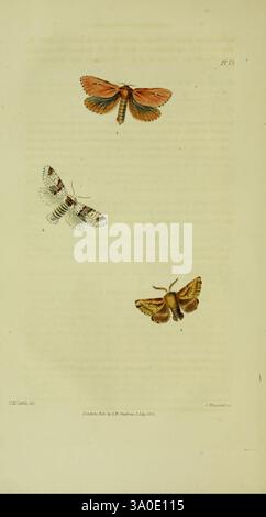 Illustrations of British Entomology, v.2= Haustellata: v.2 (1829) London: Gedruckt für den Autor veröffentlicht bei Baldwin and Cradock, 1828-1835 Großbritannien, Insekten, Arthropoden, Arthropoden, Arthropoden, Charles Morgan Curtis, die Illustration zeigt drei unterschiedliche Schmetterlinge, von denen jeder komplexe Muster und lebhafte Farben zeigt. Der oberste Schmetterling zeigt Orange- und Brauntöne, mit fein detaillierten Flügeln, die durch zarte Linien gekennzeichnet sind. Der mittlere Schmetterling ist überwiegend weiß mit auffälligen schwarzen Markierungen, die ein auffälliges Muster erzeugen. Der untere Schmetterling ist in warmen Braun- und Goldtönen gehalten und betont Stockfoto