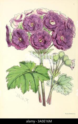 Das Blumenmagazin London, L. Reeve & Co, Blumengärtnerei, Blumen, Zeitschriften, Bildwerke, eine lebendige Darstellung einer blühenden Pflanze mit üppigen, violetten Blüten mit komplizierten Blütenblättern und dezenten Schattierungen. Die Blätter sind breit und grün und weisen eine strukturierte Oberfläche auf, die einen schönen Kontrast zu den zarten Blüten bildet. Die Komposition unterstreicht die Eleganz der Natur, betont die anmutige Form und die lebendigen Farben des Blumenarrangements und lenkt die Aufmerksamkeit auf die harmonische Mischung botanischer Schönheit. Stockfoto