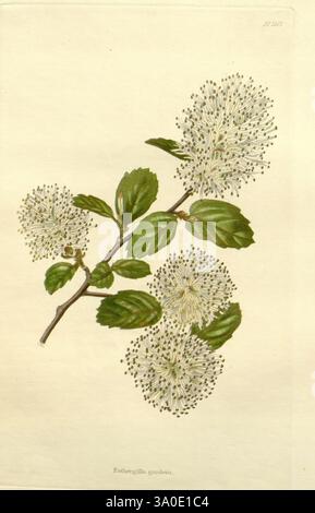 Das botanische Kabinett London John Arthur Arch 1817–1833, Eine detaillierte botanische Illustration, die einen Zweig der Fothergilla gardenii, allgemein bekannt als zwergfothergilla, darstellt. Der Zweig zeigt anmutige Gruppen von zarten, weißen, fluffy花球-ähnlichen Blüten, umgeben von üppigen, dunkelgrünen Blättern. Die Komposition hebt die komplizierten Details jeder Blüte hervor, mit feinen Linien, die die Textur der Blütenblätter und der Adern der Blätter veranschaulichen. Der botanische Name ist elegant unter der Abbildung eingeschrieben, was die wissenschaftliche Klassifizierung des Subjekts unterstreicht. Stockfoto