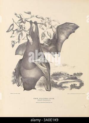 Die Säugetiere Australiens, Sydney, Thomas Richards, Regierungsdrucker, 1871, Australien, Säugetiere, Bildwerke, Zoologie, australische Tiere, Fauna, Harriett Scott, Scott Schwestern, Helena Forde, Helena, Scott, Australien, Graukopffluchs, Pteropus poliocephalus, Pteropus, Poliocephalus, Pteropus poliocephalus, Harriett Scott, Helena Forde, grauer Flugfuchs, Pteropus, Helena Scott Forde, Helena Scott, Frauen in der Wissenschaft, Eine detaillierte Illustration zeigt zwei fliegende Füchse, von denen einer kopfüber an einem Ast hängt, während der andere mitten im Flug mit ausgestreckten Flügeln ist. Die Szene verfügt über einen Stift Stockfoto