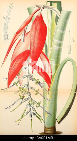 Belgique horticole, Lüttich, Botanik, Gartenbau, Zeitschriften, Pflanzen, Eine lebendige botanische Illustration zeigt eine exotische Pflanze mit markanten roten Blütenblättern, die in einem kaskadierenden Arrangement sichtbar sind. Unterhalb der lebendigen Blüten bilden schlanke grüne Stiele einen kontrastierenden Hintergrund, während zarte Ranken auf die komplizierte Natur der Pflanze hinweisen. Das detailreiche Rendering fängt die Einzigartigkeit der Flora ein und betont die Kombination aus kräftiger Farbe und Struktur. Die Zuschauer laden ein, die Schönheit der botanischen Vielfalt zu schätzen. Stockfoto
