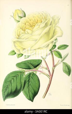 Das Blumenmagazin London, L. Reeve & Co, Blumengärtnerei, Blumen, Zeitschriften, Bildwerke, eine wunderschön illustrierte gelbe Rose in voller Blüte, die ihre komplexen Schichten aus weichen Blütenblättern zeigt, die allmählich von cremeweiß zu blassgelb an den Rändern übergehen. Die Rose ist vor einem hellen Hintergrund gehalten, sodass ihre zarten Details auffallen. Unter der Blüte erstrecken sich satte grüne Blätter mit hervorstehenden Adern nach außen, was der Komposition Tiefe und Kontrast verleiht. Ein kleiner, geschlossener Knospen in der oberen Ecke deutet auf das Potenzial für mehr Blüten hin, während die gesamte Anordnung fördert Stockfoto