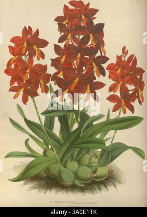 Orchid Album, London, B. S. Williams, 1882-97, Orchidaceae, Zeitschriften, Bildwerke, Prosthechea vitellina, Eine lebendige Ausstellung von Epipendrum vitellinum majus, die Gruppen von auffälligen roten Blüten mit komplizierten Mustern zeigt. Die Blüten haben lange Blütenblätter, die einen starken Kontrast zu ihrer kräftigen Färbung bilden. Saftig grüne Blätter bilden die Basis der Pflanze und tragen zu ihrer Gesamtattraktivität bei. Dieses blühende Exemplar unterstreicht die komplizierte Schönheit der Orchideenarten und betont sowohl die Komplexität ihrer Blumenstruktur als auch die Eleganz ihres Laubs. Stockfoto
