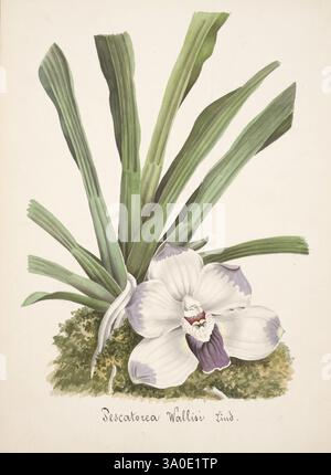 Collection d'orchidées, Orchidaceae, botanische Illustration, Bildwerke, Orchidaceae in der Kunst, eine zarte Illustration zeigt eine üppig grüne Pflanze mit langen Blättern, die anmutig aus der Basis steigen. In der Mitte blüht eine elegante Orchidee, die sich durch ihre großen, cremeweißen Blüten mit dezenten Lavendelmarkierungen auszeichnet. Die komplizierten Details der Blume ziehen das Auge auf sich und betonen die weiche Textur und den sanften Farbverlauf. Unten bildet ein sanfter Mooshügel eine natürliche Umgebung, die die Harmonie der Komposition verbessert. Der wissenschaftliche Name „Dendrobium Wallisii“ ist elegant Stockfoto