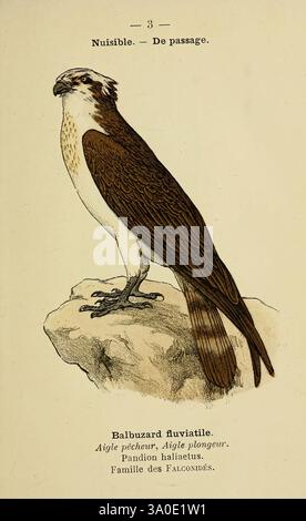 Atlas de poche des oiseaux de France, Suisse, et Belgique, utiles ou nuisibles, Paris, Librairie des Sciences naturelles 1898, France, Birds, Switzerland, Belgium, Atlanten, Pandion haliaetus, eine Illustration eines Balbuzard fluviatile, allgemein bekannt als der Fischadler. Der Vogel wird auf einem Felsen dargestellt und zeigt sein markantes Gefieder mit einer Kombination aus dunkelbraunen und weißen Federn. Die detailreiche Wiedergabe unterstreicht den charakteristischen scharfen Schnabel und den intensiven Ausdruck des Vogels und unterstreicht seine Rolle als geschickter Fischer. Unter der Abbildung ist der Name „Balbuzard fluviatile“ p Stockfoto