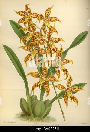 Orchid Album London B. S. Williams 1882-97 Orchidaceae Periodicals Pictorial Works, Eine Ansammlung von auffälligen gelben und braun gefleckten Blumen, bekannt als Odontoglossum Lérianum, erwacht anmutig aus einer üppigen grünen Basis. Die langen Blütenblätter zeichnen sich durch komplizierte Muster aus, die eine faszinierende visuelle Attraktivität schaffen und die exotische Schönheit der Pflanze hervorheben. Die leuchtenden Blüten umgeben breite, grüne Blätter, die sich elegant mit der Blumendekoration abheben und die Gesamtheit dieses botanischen Exemplars unterstreichen. Stockfoto
