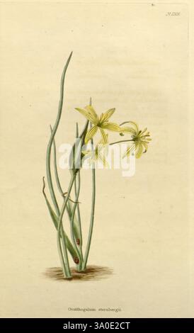 Das Botanische Kabinett, London, John, Arthur, Arch, 1817–1833, Eine zarte Illustration von Ornithogalum stenbergii zeigt die schlanken grünen Stiele der Pflanze, gekrönt von sternförmigen gelben Blüten. Die Komposition besteht aus mehreren Trieben, die aus dem Boden ragen und jeweils mit langen Blättern verziert sind. Die subtilen Details betonen die einzigartige Struktur der Blumen und des Laubs und unterstreichen die Schönheit dieses botanischen Exemplars. Der Name der Pflanze ist am Boden elegant eingeschrieben und verleiht dieser Darstellung der Komplexität der Natur einen klassischen Touch. Stockfoto