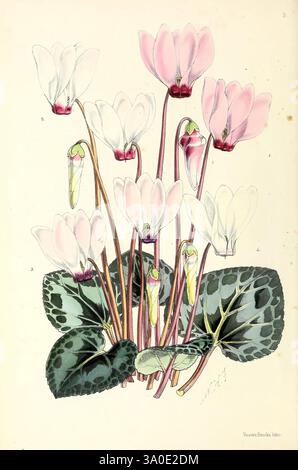 Das Blumenmagazin London, L. Reeve & Co, Blumengärtnerei, Blumen, Zeitschriften, Bildwerke, ein lebhaftes Arrangement von Cyclamen-Blüten mit zarten Blütenblättern in Rosa- und Weißtönen. Die Blüten erheben sich anmutig über üppigen, strukturierten Blättern, die von dunkelgrünen Tönen und auffälligen hellgrünen Mustern gekennzeichnet sind. Die Komposition unterstreicht die Eleganz und Schönheit dieser Blüten und verbindet die Kunstfertigkeit der Natur mit komplizierten Details der Blüten und des Laubs. Stockfoto