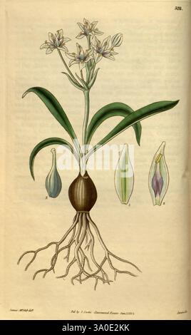 Curtis' botanisches Magazin, London, New York, botanische Illustration, Botanik, Zeitschriften, Bildwerke, Pflanzen ornamental, Curtis, Eine botanische Illustration, die eine Pflanze zeigt, die eine markante bauchige Basis aufweist, von der sich dünne Wurzeln erstrecken. Über der Glühlampe trägt ein vertikaler Schaft verlängerte Blätter, die sich nach außen erstrecken. An der Spitze des Stängels blühen zarte Blütenbündel, die jeweils mit weißen Blütenblättern und dezenten Farbakzenten verziert sind. Die Hauptpflanze ist mit detaillierten Zeichnungen der Blütenknospen und Blätter versehen, die zur Identifizierung gekennzeichnet sind. Diese Abbildung betont die Stru der Pflanze Stockfoto