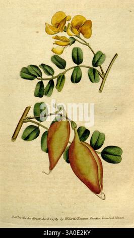 Das botanische Magazin, oder Blumengarten ausgestellt, 1790-1800, Botanik, Zeitschriften, Bildwerke, William Curtis, Blumen, Sydenham Teast Edwards, Colutea arborescens, Bladder senna, Curtis, Frankreich, Italien, die Abbildung zeigt eine botanische Studie einer blühenden Pflanze, die zarte gelbe Blüten auf schmalen grünen Stielen zeigt. Unter den Blüten hängen zwei längliche, schotenartige Strukturen, die auf die Fortpflanzungseigenschaften der Pflanze hinweisen. Das Laub besteht aus zusammengesetzten Blättern, die einen lebhaften grünen Farbton und komplizierte Flugblätter zeigen, die zur detaillierten Darstellung beitragen Stockfoto