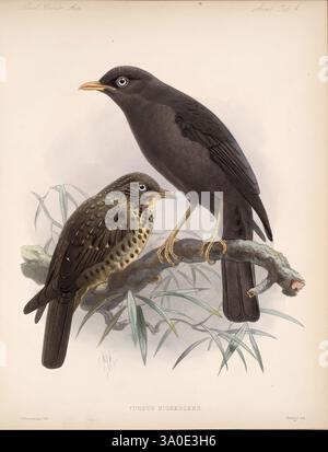 Biologia Centrali-Americana, London, 1879-1915. Archäologie, Botanik, Zentralamerika, Zoologie, Wissenschaftliche Expeditionen, Beschreibung und Reise, Turdus nigrescens, das Bild zeigt zwei Vögel, die auf einem von Blättern umgebenen Ast sitzen. Der größere Vogel mit glänzendem schwarzem Gefieder und einem auffälligen gelb-orangen Schnabel steht aufrecht und strahlt ein Gefühl von Selbstvertrauen aus. Daneben präsentiert sich ein kleinerer Vogel mit einem kontrastierenden, gesprenkelten Aussehen mit braunen und helleren Tönen, die eine subtilere Färbung zeigen. Beide Vögel sind in einer natürlichen Pose dargestellt, die ihre unterschiedlichen Größen und Merkmale in der Ruhe hervorhebt Stockfoto