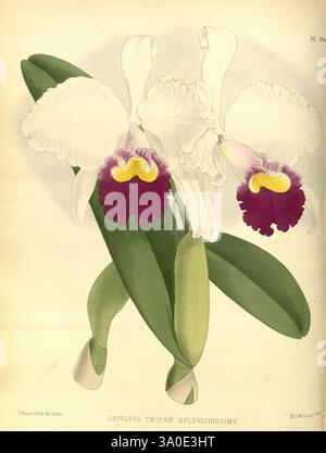 Orchid Album, London, B. S. Williams, 1882-97, Orchidaceae, Zeitschriften, Bildwerke, dieses Kunstwerk zeigt die exquisiten Cattleya trianae, allgemein bekannt als die prächtige Cattleya-Orchidee. Die Illustration zeigt zwei elegant gestaltete Blumen, die sich durch ihre markanten weißen Blüten und leuchtenden violetten und gelben Markierungen in der Mitte auszeichnen. Das üppig grüne Laub umrahmt die Blüten elegant und betont ihre Schönheit. Die detailreiche Darstellung erfasst die zarten Texturen und komplizierten Muster der Blütenblätter und veranschaulicht die Anmut und komplizierte Form dieser beliebten Orchideenart. Stockfoto