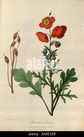 Illustrationen der Botanik und anderer Zweige der Naturgeschichte des Himalaya, London, WM. H. Allen, 1839, Plants, India, Natural History, Jammu und Kaschmir, Himalaya-Berge, zeigt die Illustration die zarte Schönheit der Macleaya Cordata Pflanze, die allgemein als Federmohn bekannt ist. Die Komposition besteht aus leuchtend roten Blüten mit deutlichen gelben Staubblättern, die auf üppig grünen Blättern mit komplexen Details gesetzt sind. Neben dem blühenden Stamm wird eine Darstellung der Samenkapseln der Pflanze präsentiert, die ihre abgerundete Form und Textur hervorhebt und einen auffälligen Kontrast schafft Stockfoto