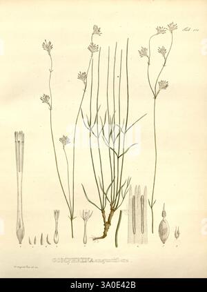 Nova, Gattungen, et, Species, plantarum, Monachii, München, Impensis, Auctoris, 1824-1829, die Abbildung zeigt eine botanische Studie mit der Pflanze Commelina angustifolia (1824-32). Es zeigt verschiedene Teile der Pflanze, darunter schlanke, aufrechte Stämme, zarte Blüten mit langen, schlanken Blüten und mehrere detaillierte Zeichnungen des Wurzelsystems und der Fortpflanzungsstrukturen der Pflanze. Das Arrangement hebt die komplizierte Anatomie der Art hervor, wobei sowohl die Blüteaspekte als auch die grundlegenden Elemente hervorgehoben werden, was eine klare pädagogische Referenz für die botanische Identifizierung bietet Stockfoto