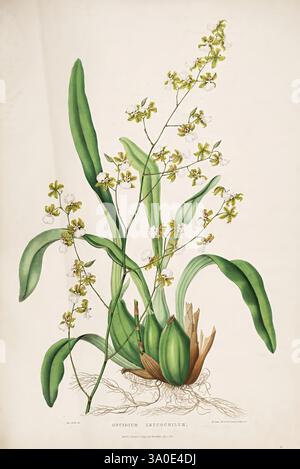 Die Orchidaceae von Mexiko und Guatemala. London, Ridgway, [1837-1843]. Guatemala, Mexiko, Orchidaceae, Pflanzen, Oncidium leucochilum, Frauen in Wissenschaft, Sarah Ann Drake, 2, Sarah Ann Drake, zeigt eine elegante Orchideenart. die Illustration zeigt einen hohen Stamm, der mit zarten Häufchen kleiner, gelber und weißer Blüten mit komplizierten Markierungen verziert ist. Die Pflanze wird durch breite, üppig grüne Blätter ergänzt, die anmutig aus ihrer Basis steigen und ihre natürliche Schönheit verbessern. Unterhalb der Blüten verankert eine runde bauchige Struktur die Pflanze und deutet auf ihren Wachstumszyklus hin. Diese Darstellung symbolisiert Stockfoto