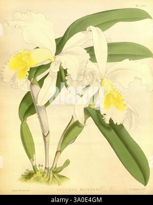 Orchid Album London B. S. Williams 1882-97 orchidaceae Zeitschriften Bildwerke, dieses Kunstwerk zeigt die elegante Cattleya Wagneri Orchidee mit großen, markanten weißen Blüten, die mit leuchtend gelben und gerafften Kanten verziert sind. Die Komposition fängt die zarte Struktur der Blumen ein, einschließlich ihrer komplizierten Details und subtilen Texturen. Üppig grüne Blätter umrahmen die Blüten und unterstreichen die natürliche Schönheit dieses exquisiten botanischen Exemplars. Das Arrangement unterstreicht die Anmut und den Charme der Orchidee und verkörpert eine klassische Darstellung floraler Kunst. Stockfoto