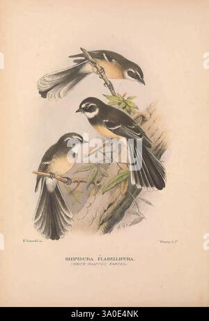 The Birds of Australia London, Witherby & Co, 1910-1927. Australien, Bibliographie, Vögel, Vögel Australien, Bildwerke, Vogel, Australien, Gregory Mathews, Ornithologie, Eine bezaubernde Darstellung von drei Rhipidura flabellifera, allgemein bekannt als Willie Wagtail. Jeder Vogel ist mit komplizierten Details illustriert und zeigt seine einzigartigen Merkmale wie das kontrastierende schwarz-weiße Gefieder und den charakteristischen langen Schwanz. Die Komposition hebt die Vögel hervor, die anmutig auf schlanken Ästen thronen, umgeben von zartem Laub. Diese Illustration fängt das lebendige Wesen dieser Vögel und ihrer Tiere ein Stockfoto