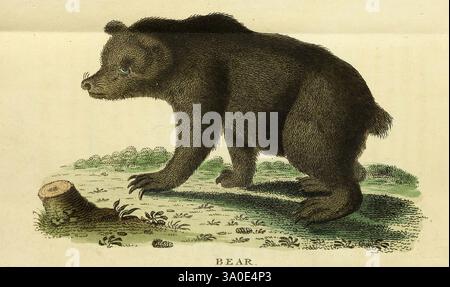 Naturalist's Pocket Magazine oder Complete Cabinet of the Curiosities and Beauties of Nature. London., Eine detaillierte Abbildung eines Bären in einer natürlichen Umgebung, die seine markanten Merkmale und seine Haltung zeigt. Der Bär steht auf seinen Hinterbeinen, mit einer erhobenen Pfote, wie mitten in der Erkundung seiner Umgebung. Sein Fell ist aufwändig strukturiert und unterstreicht die robuste Konstruktion des Bären. Im Hintergrund deuten Anklänge von Laub und ein geschnittener Baumstumpf auf eine Waldumgebung hin. Die Gesamtkomposition fängt das Wesen der Tierwelt ein und unterstreicht die Neugier und Stärke des Bären. Stockfoto
