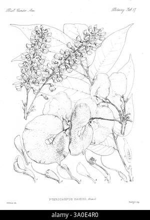 Biologia Centrali-Americana London, 1879-1915, Archäologie, Botanik, Zentralamerika, Beschreibung und Reise, wissenschaftliche Expeditionen, Zoologie, Pflanze, Eine botanische Illustration, die die komplizierten Details der Pterocarpus hayesii Pflanze zeigt. Die Komposition besteht aus zarten Blüten und Blättern, die die einzigartige Form und Struktur jedes Elements hervorheben. Die Blüten sind mit feinen Linien dargestellt, die ihre Blütenblätter und ihre Anordnung betonen, während das Laub eine anmutige Krümmung zeigt. Diese Darstellung dient sowohl einem ästhetischen als auch einem wissenschaftlichen Zweck und veranschaulicht die Schönheit und Komplexität von t Stockfoto