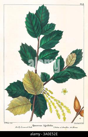 The North American Sylva, Philadelphia, J. Dobson, 1841-1849, Nordamerika, Bäume, Quercus agrifolia, Eine botanische Illustration, die die Quercus agrifolia, allgemein bekannt als die kalifornische lebende Eiche, zeigt. Das Kunstwerk zeigt eine detaillierte Darstellung der charakteristischen Blätter der Pflanze, die eine Mischung aus gezackten Kanten und einer glänzenden Oberfläche aufweisen. Die Blätter variieren in der Farbe, was den Übergang von leuchtendem Grün zu einem gelblichen Farbton veranschaulicht. Neben dem Laub sind kleine, zarte Blüten zu sehen, die auf die Fortpflanzungszeit des Baumes hinweisen. Zusätzlich werden die Eicheln auf dem Bild hervorgehoben Stockfoto