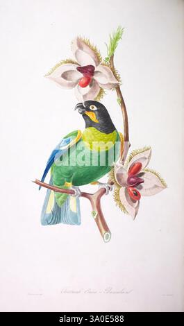 Oiseaux brillans du Brésil, Paris, 1834, Vogel, Vögel, Ornithologie, Brasilien, Psittacula barrabandi, Jean Theodore Descourtilz, Pyrilia barrabandi, Orangenwangen-Papagei, Eine lebendige Darstellung eines Papageiens auf einem Zweig, der mit auffälligen Blumen und Früchten geschmückt ist. Der Vogel hat einen üppig grünen Körper mit blauen Akzenten auf den Flügeln und einen markanten schwarz-gelben Kopf. Um den Papagei herum sind dekorative Blüten mit cremigen Blütenblättern, die tiefrote Mitte zeigen, während der Zweig strukturierte Rinde zeigt. Diese künstlerische Komposition unterstreicht die Schönheit des Papageiens vor dem Hintergrund seines n Stockfoto